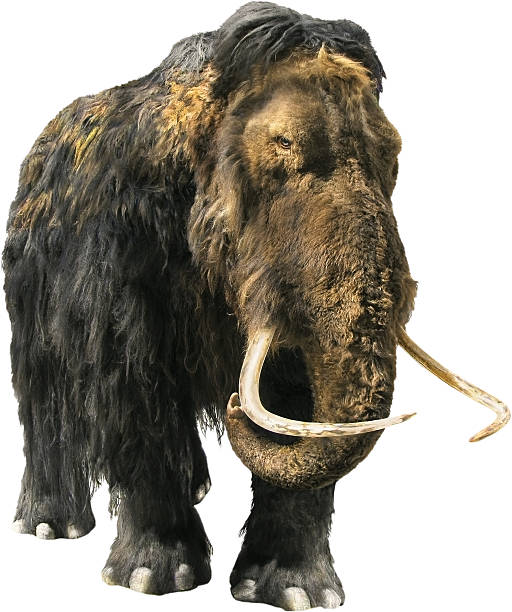 Woolly Mammoth stock photo
