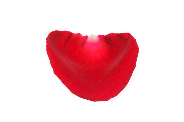 istock Single red rose petal isolated on white 526197717