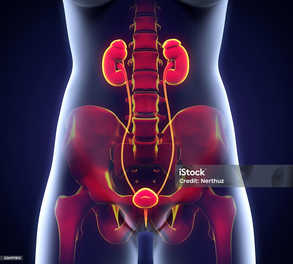 Human Female Kidney Anatomy Human Female Kidney Anatomy. 3D render Bladder Stock Photo