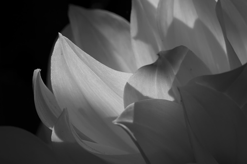 White dahlia petals closeup black and white