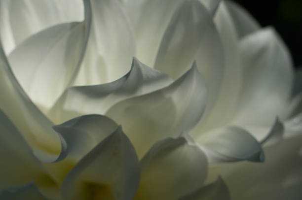 istock White dahlia petals closeup defocused 526200145