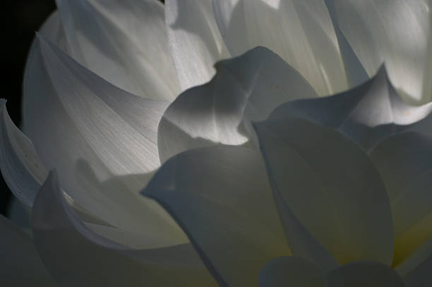 istock White dahlia petals closeup 526200177