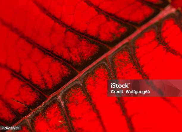 Poinsettia Leaf Stock Photo - Download Image Now - Beauty, Beauty In Nature, Close-up