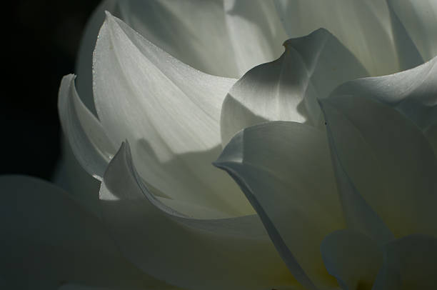 istock White dahlia petals closeup 526209063