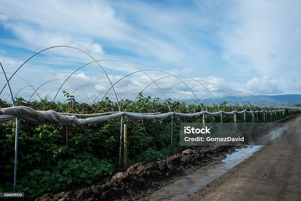 Raspberry Plants With Canopy Tubing Raspberry (Rubus idaeus) plants under canopy tubing with coastal foothills in background. Farm Stock Photo