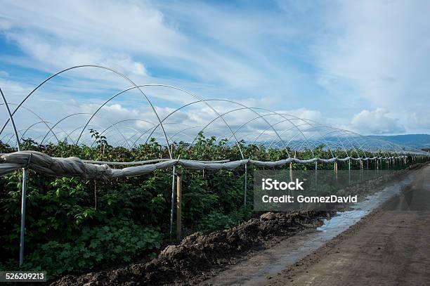 Raspberry Plants With Canopy Tubing Stock Photo - Download Image Now - Farm, Raspberry, Agriculture