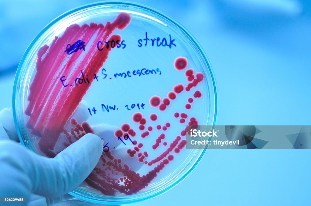 Petri dish with red colony of bacteria Petri dish filled with bacterial growth media are used to culture bacteria in the laboratory Agar Jelly Stock Photo