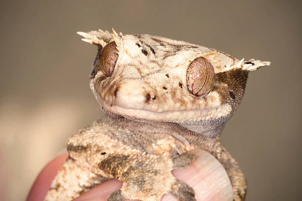 istock crested eyelash gecko  Correlophus ciliatus 526209541