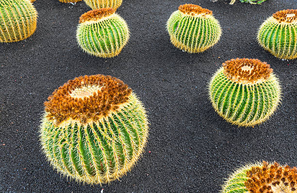 istock pile of Echinocactus grusonii 526211359