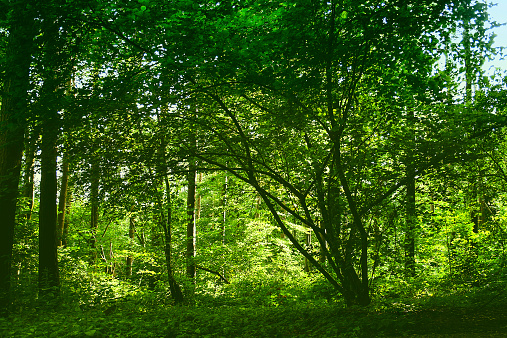 beautiful green forest, stock photo