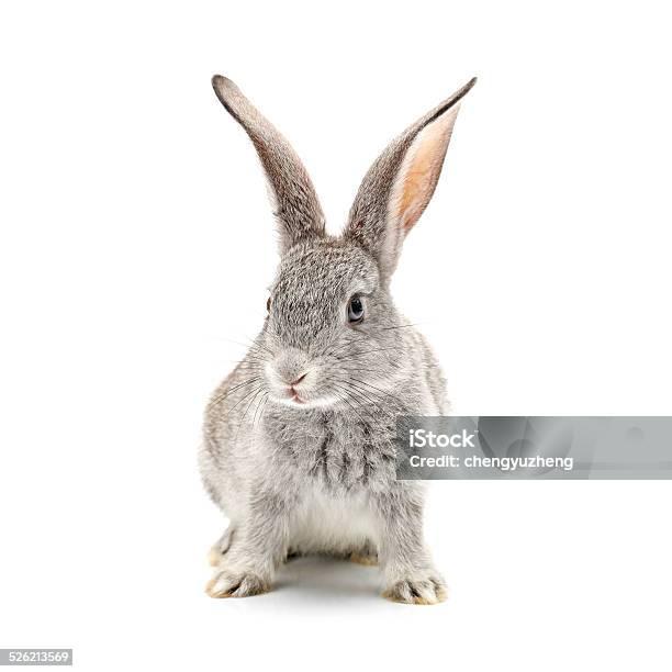 Baby Bunny Stock Photo - Download Image Now - Rabbit - Animal, Cut Out, Studio Shot