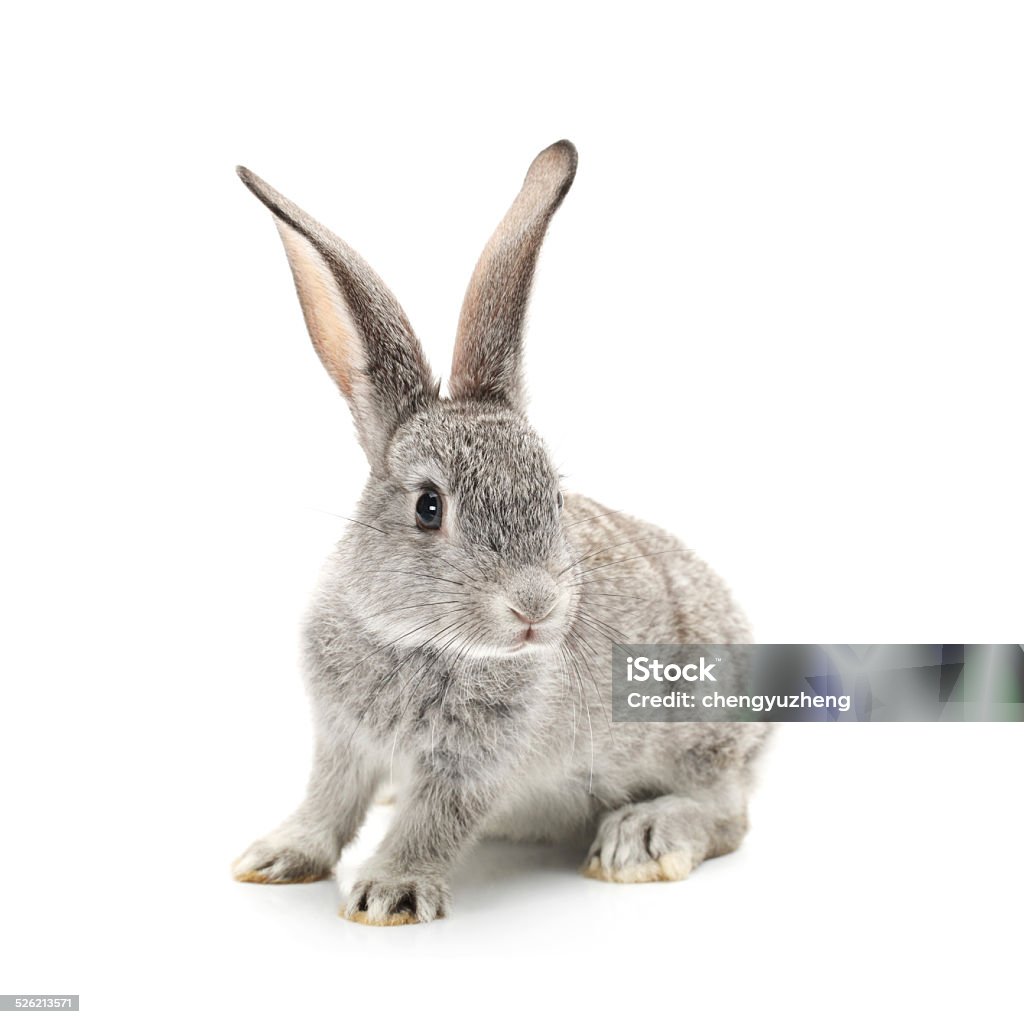 Baby Bunny Baby Bunny isolated on white Rabbit - Animal Stock Photo
