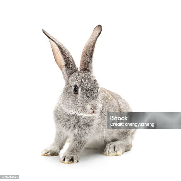 Baby Bunny Stock Photo - Download Image Now - Rabbit - Animal, White Background, Baby Rabbit