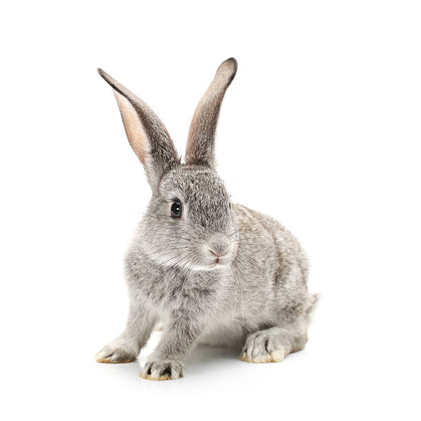 ребенок кролик - rabbit hairy gray animal стоковые фото и изображения