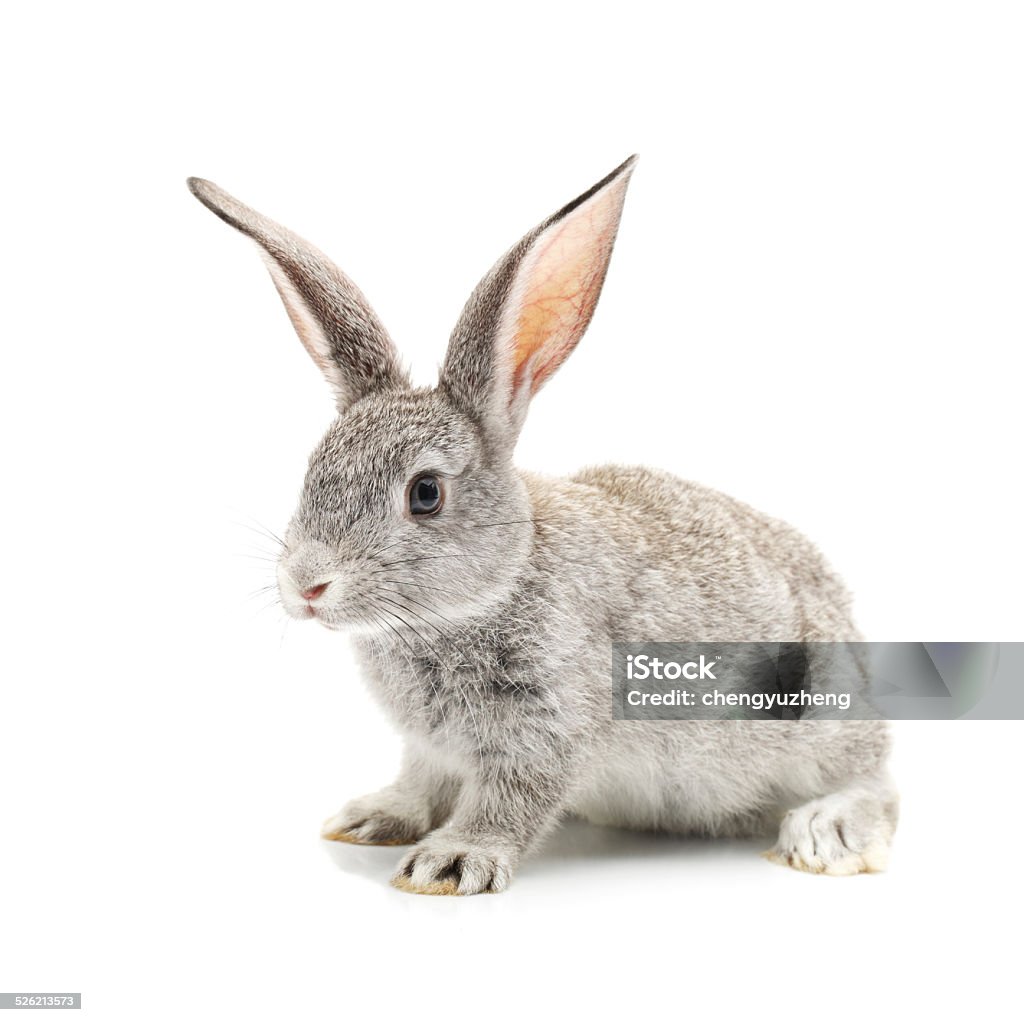 Baby Bunny Baby Bunny isolated on white Cut Out Stock Photo