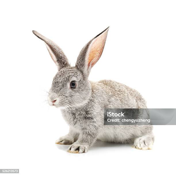 Baby Bunny Stock Photo - Download Image Now - Cut Out, Rabbit - Animal, Front View