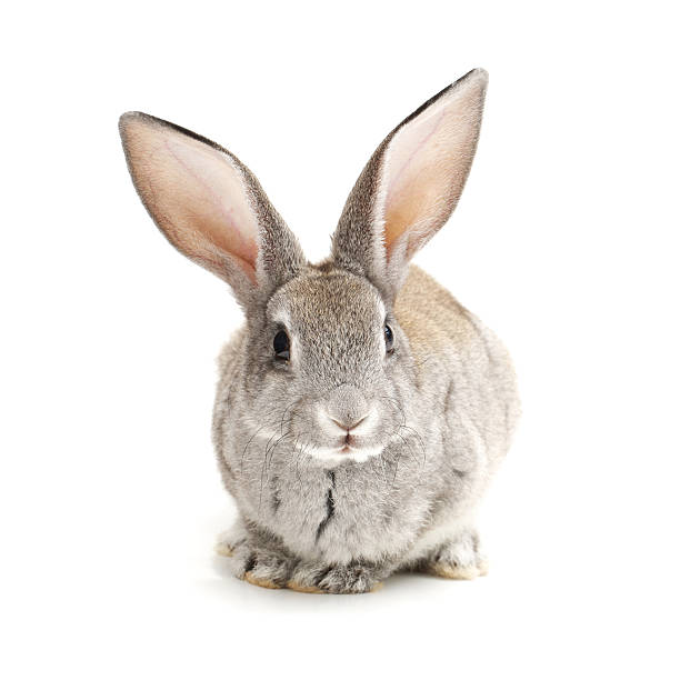 coniglietto bambino - rabbit hairy gray animal foto e immagini stock