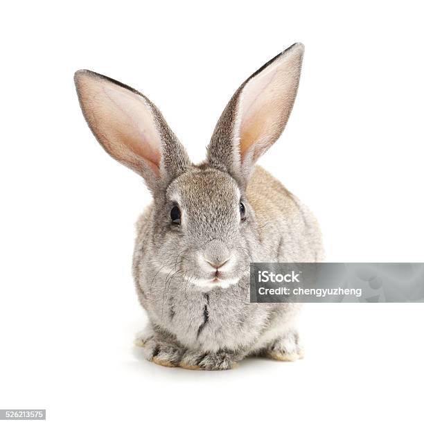 Baby Bunny Stock Photo - Download Image Now - Rabbit - Animal, Animal, Animal Hair