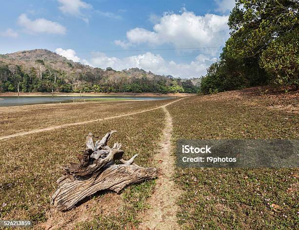 Periyar Wildlife Sanctuary India Stock Photo - Download Image Now - Animal Bone, Animal Wildlife, Asia