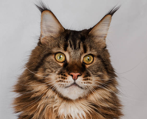istock closeup maine coon cat 526214397