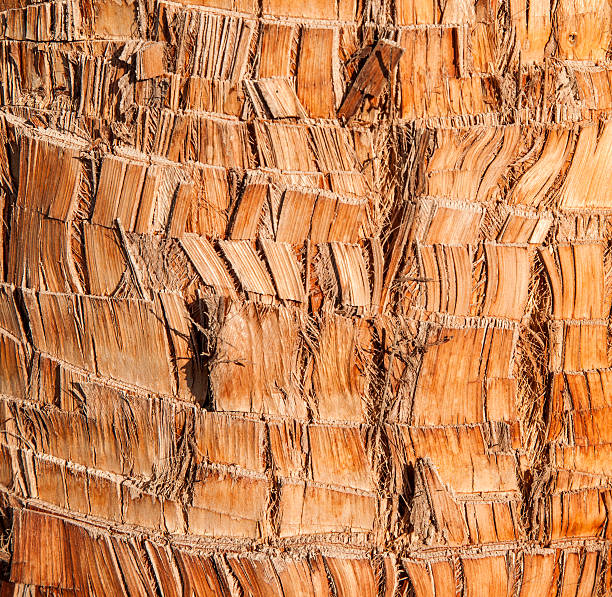 istock Rough brown palm tree wood bark natural texture background. 526214503