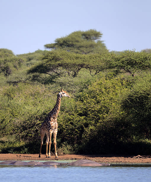 Giraffe in Kruger National Park