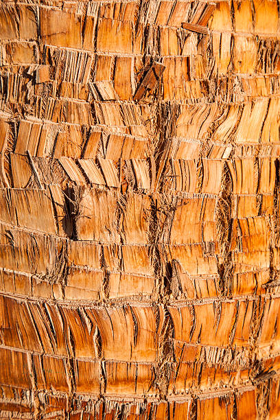 istock Rough brown palm tree wood bark natural texture background. 526215299