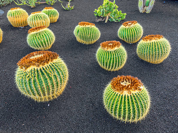 tas de echinocactus grusonii - grusonii photos et images de collection