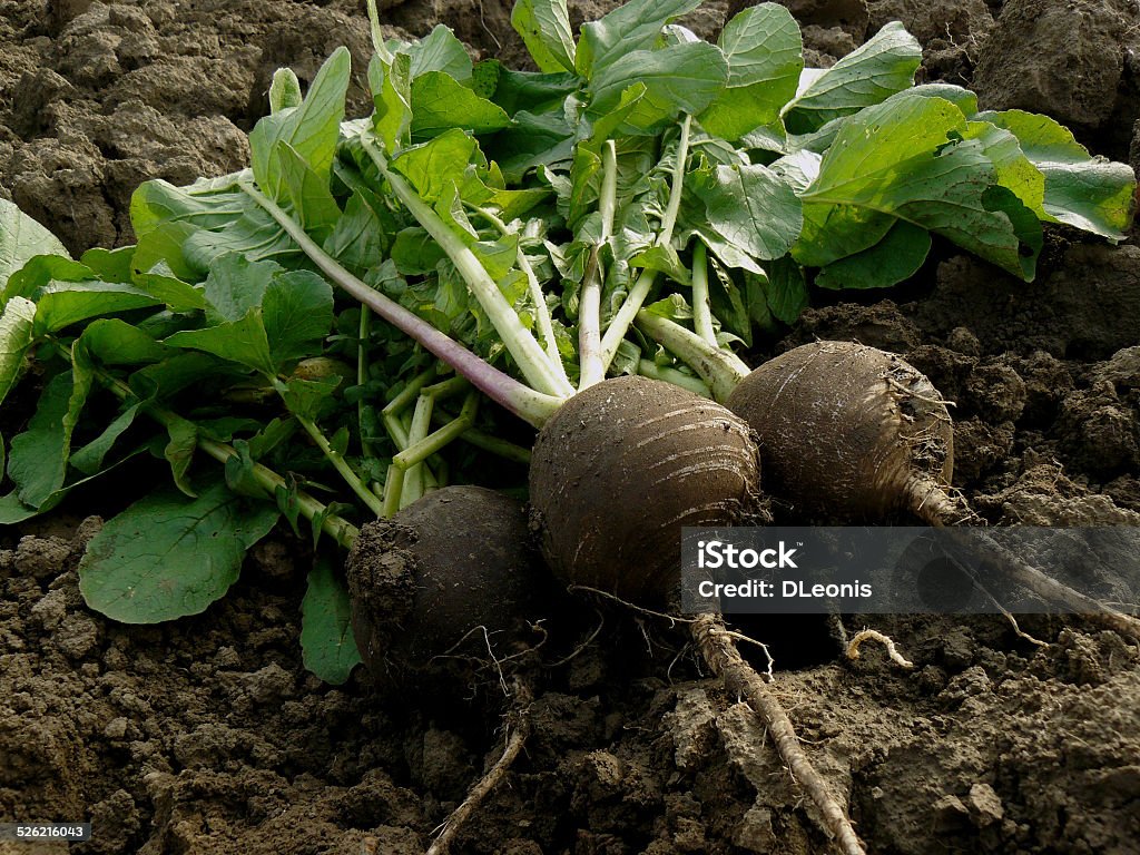 black radishes fresh harvested black radishes Black Color Stock Photo