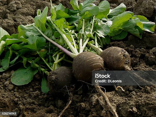 Black Radishes Stock Photo - Download Image Now - Black Color, Radish, Agriculture