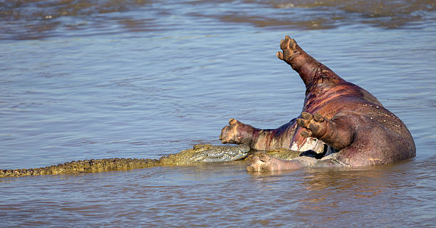 krokodile extrafrühes, ein nilpferd karkasse im krüger national park - kruger national park hippopotamus animal mouth animal stock-fotos und bilder