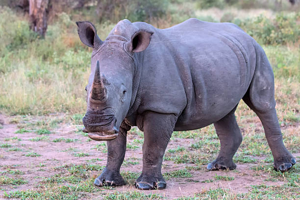 istock White Rhino in Kruger National Park 526216241