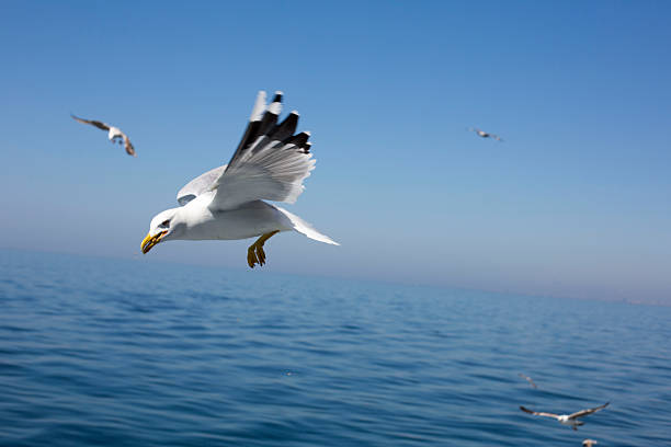 istock Seagulls. Sea of Marmara, Adalar 526222265