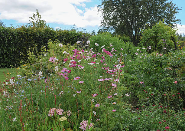 istock Flowerbed in the Garden at Rosemoor, Devon, England, UK 526222665