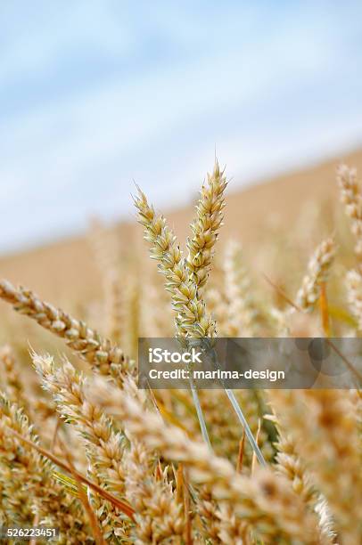 Wheat Stock Photo - Download Image Now - Agricultural Field, Agriculture, Beige