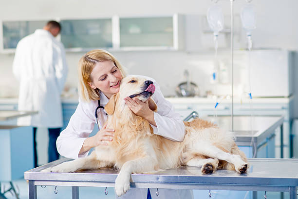 istock Veterinarian Examining a Dog 526223777