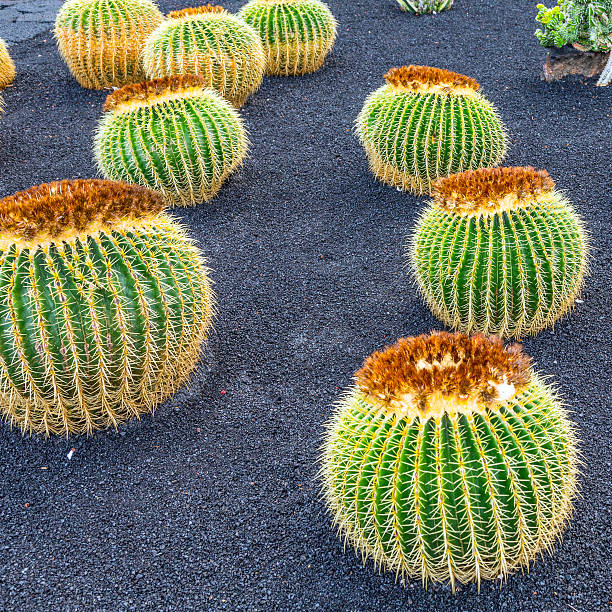 istock pile of Echinocactus grusonii 526224447