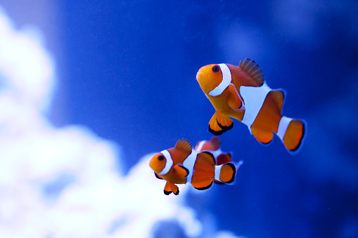 Ocellaris Clownfish, with their rich orange color and three distinctive white bars, are one of the most recognizable type of clownfish. These shy fish are relatively hardy and can have a long lifespan. They make a great option for your first marine aquarium.