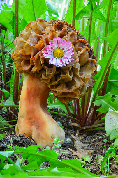 smardz i kwiat - morel mushroom edible mushroom food bizarre zdjęcia i obrazy z banku zdjęć
