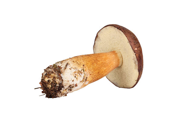 istock Fresh forest mushrooms (Boletus badius) isolated on white backgr 526226539