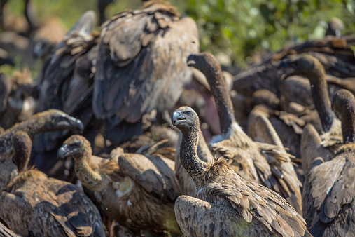 Vultures watching the savannah from the top of a dead tree in the Kruger National Park in South Africa