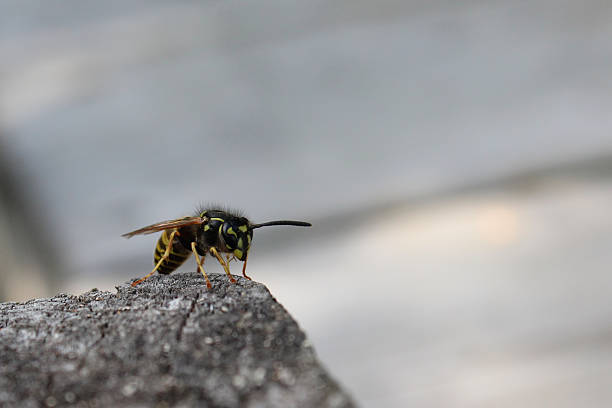 istock Wasp on stone ready for takeoff in Sweden 526227991