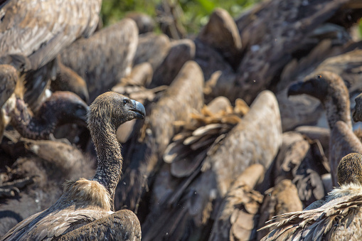 Vultures Feeding on a Buffalo Carcass in Kruger National Park
