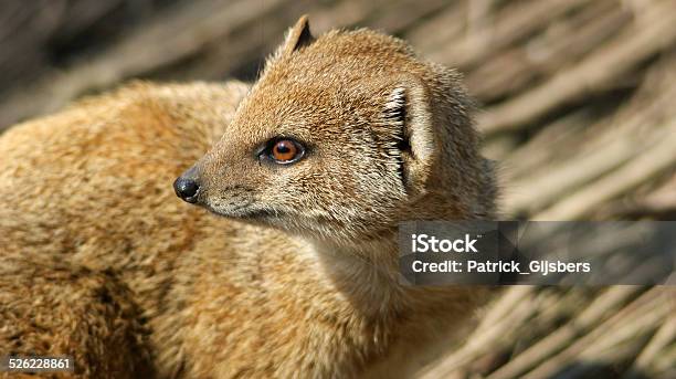 Yellow Mongoose Stock Photo - Download Image Now - Animal, Animal Wildlife, Animals Hunting