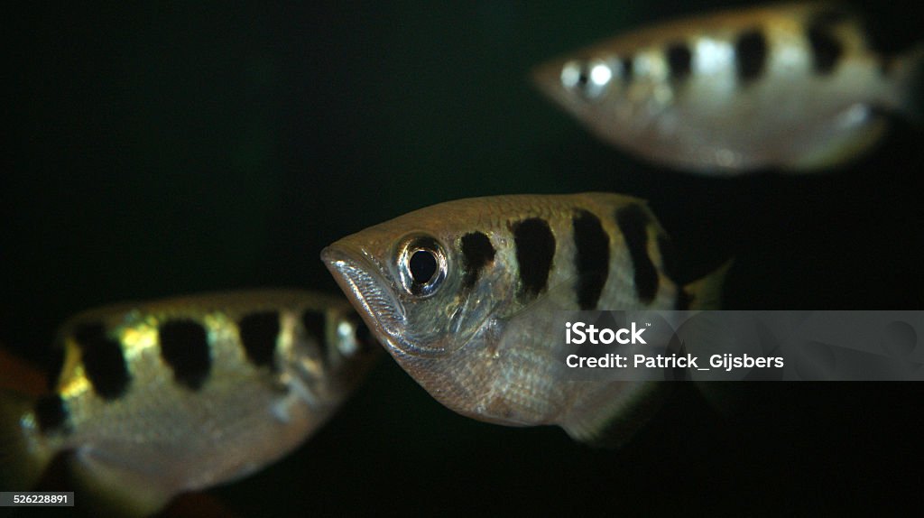 Banded Archerfish Name: Banded archerfish  Archerfish Stock Photo