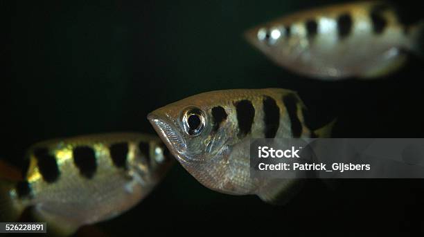 Banded Archerfish Stock Photo - Download Image Now - Archerfish, Animal, Animal Wildlife