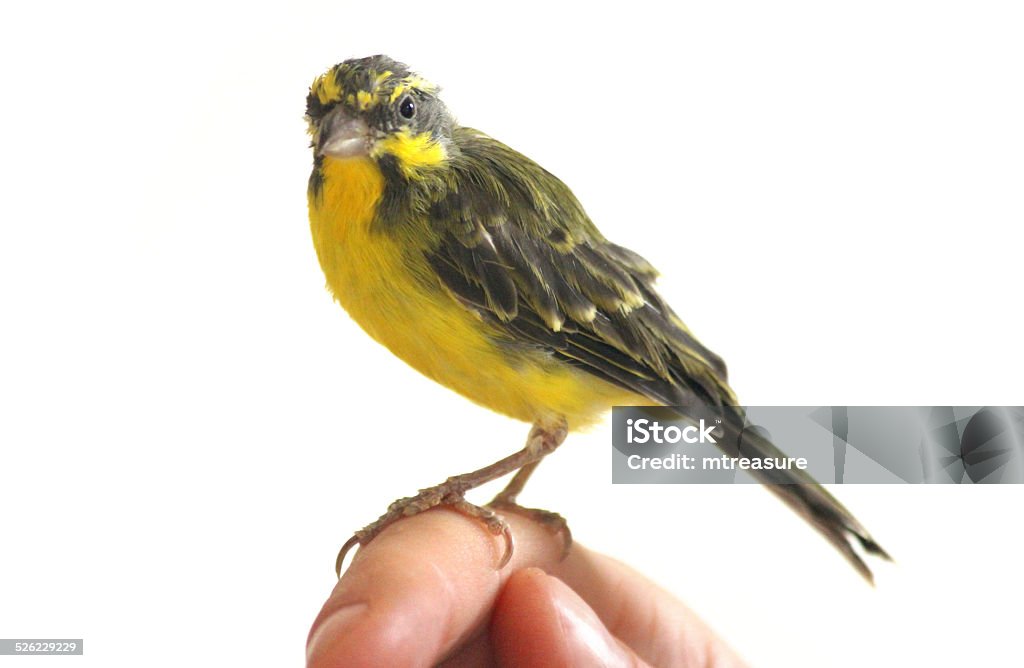 Tame male green singing finch perched-on finger (Serinus-mozambicus), yellow-fronted canary Photo showing a friendly, tame male green singing finch (bred in a large aviary), perched on a finger and pictured just as it is beginning to sing.  Green singers are often known as yellow fronted canaries and orignate from Africa.  Of note, the Latin name for this hardy seed-eating finch is: Serinus mozambicus. Canary Bird Stock Photo