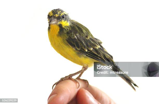 Tame Male Green Singing Finch Perchedon Finger Yellowfronted Canary Stock Photo - Download Image Now