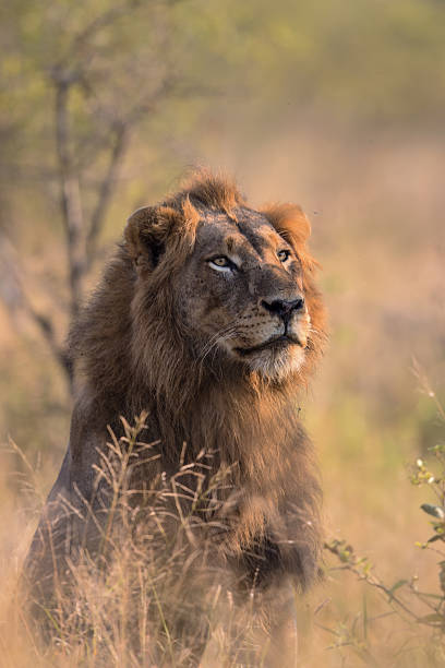 istock Male Lion Portrait 526229255