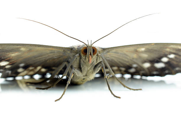 mariposa isolado a branco - saturn moth imagens e fotografias de stock